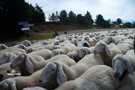 Haute-Savoie randonnée