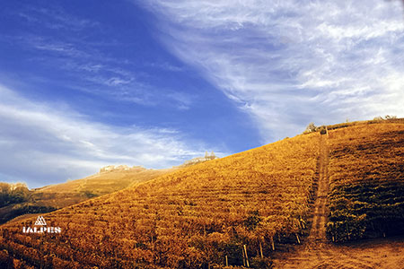 Piémont, vignobles du Roero